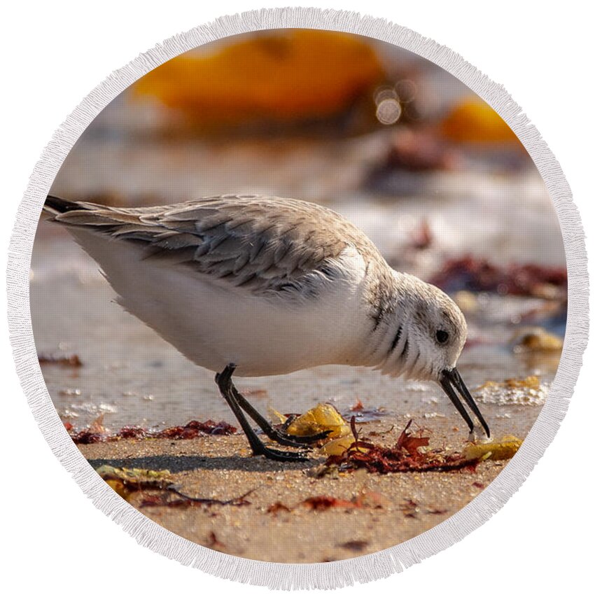 Shore Bird Round Beach Towel featuring the photograph Beach Salad by Linda Bonaccorsi