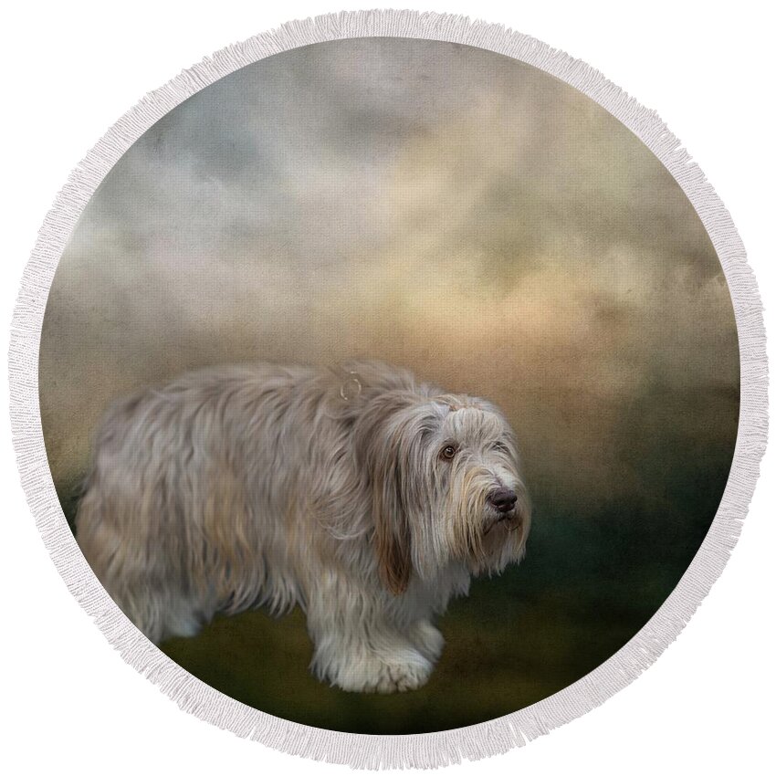 Bearded Collie Round Beach Towel featuring the photograph Bearded Collie by Eva Lechner