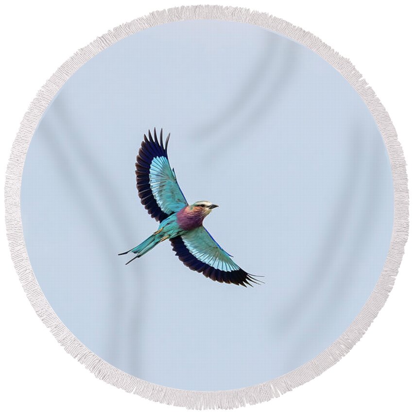 Bird Round Beach Towel featuring the photograph Beautiful adult lilac-breasted roller, coracias caudatus, in fli by Jane Rix