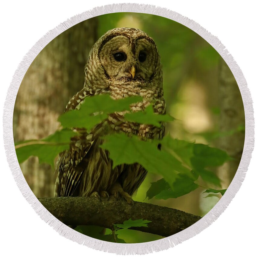 Owl Portrait Round Beach Towel featuring the photograph Beautiful Barred Owl Mother by Heather King