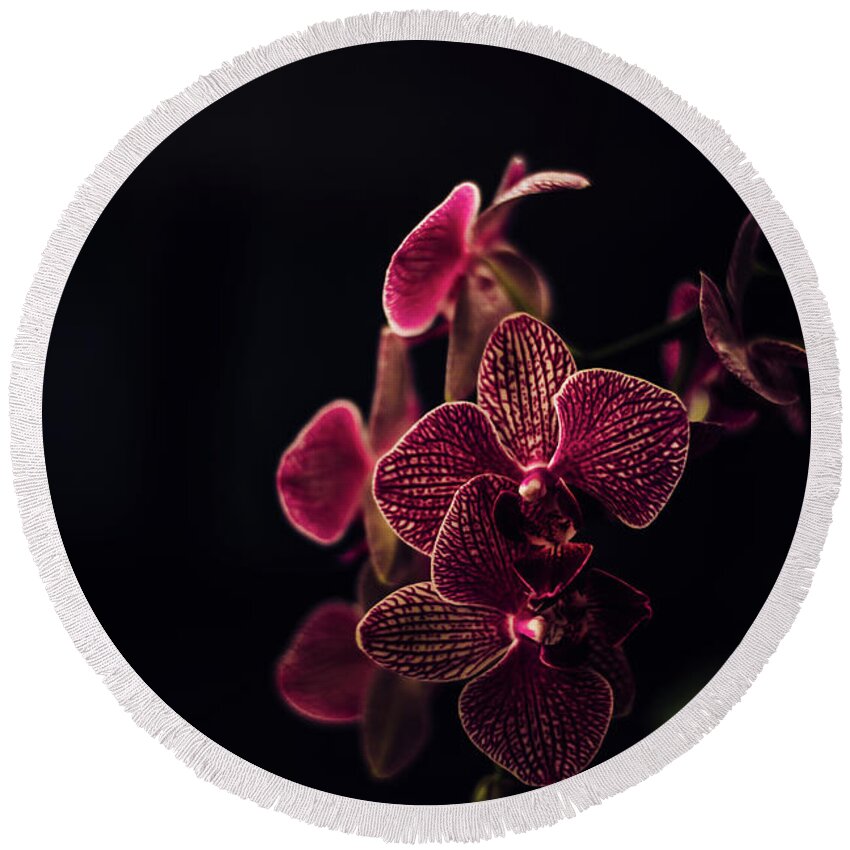 Orchid Round Beach Towel featuring the photograph Beautiful orchid flower on dark background. by Jelena Jovanovic
