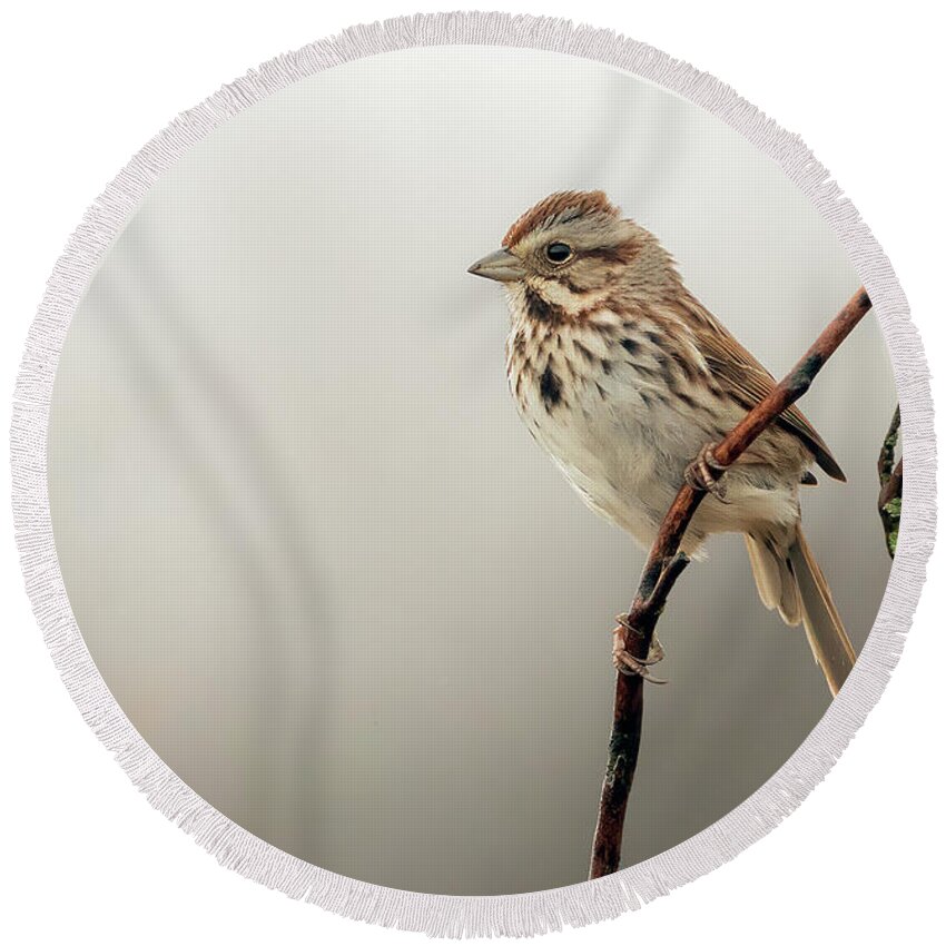 Sparrow Round Beach Towel featuring the photograph Beautiful song sparrow by Sam Rino