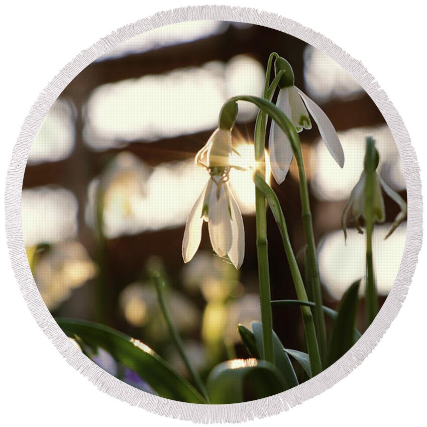 Misty Round Beach Towel featuring the photograph White snowdrop in golden hours. by Vaclav Sonnek