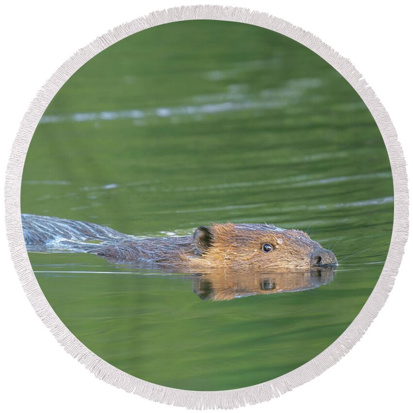 Beaver Round Beach Towel featuring the photograph Beaver Reflection by Nancy Gleason