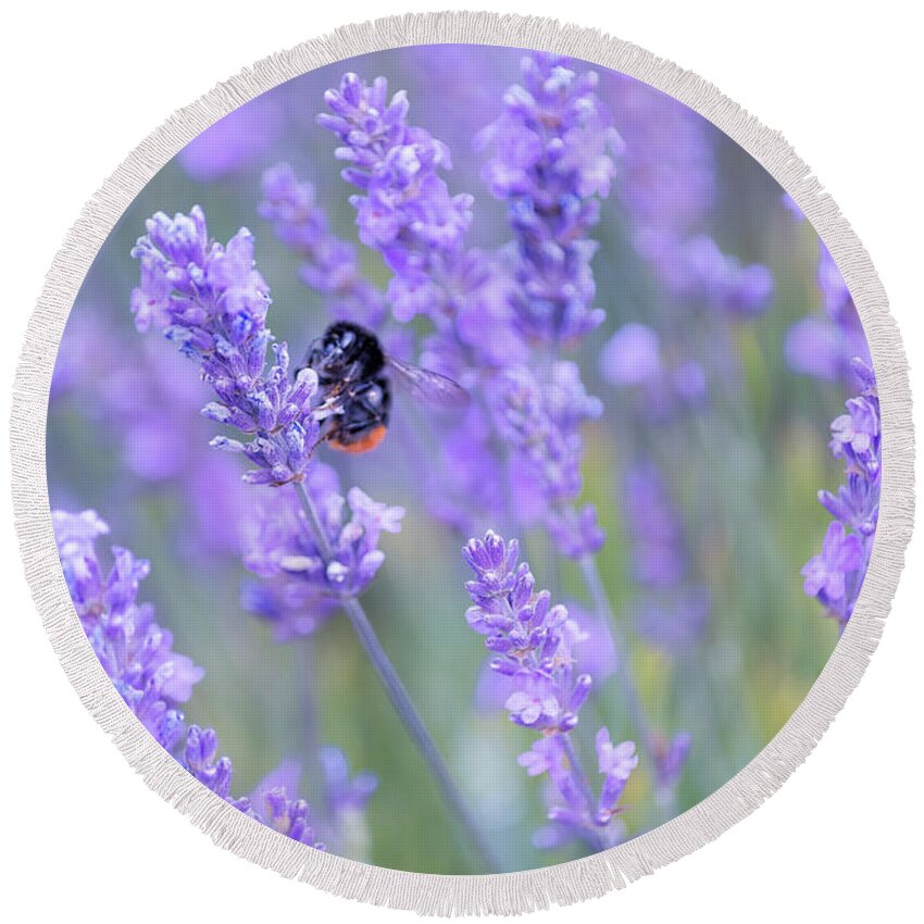 Lavender Round Beach Towel featuring the photograph Bee buzzing in the lavender by Andrew Lalchan
