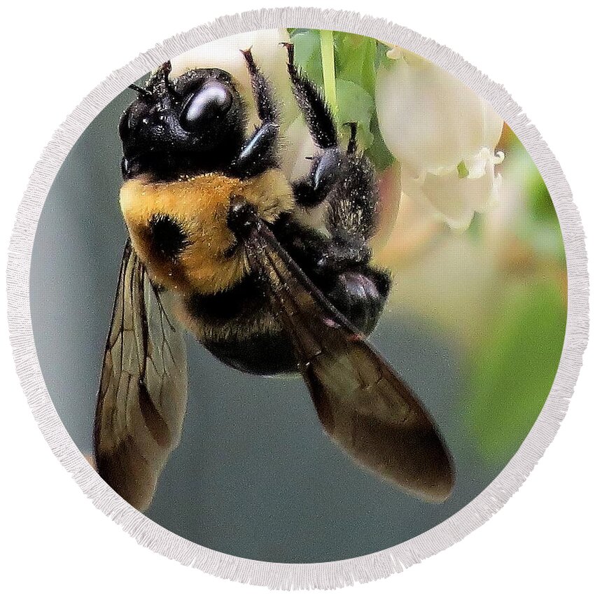 Insects Round Beach Towel featuring the photograph Bee on Blueberry Blossoms by Linda Stern