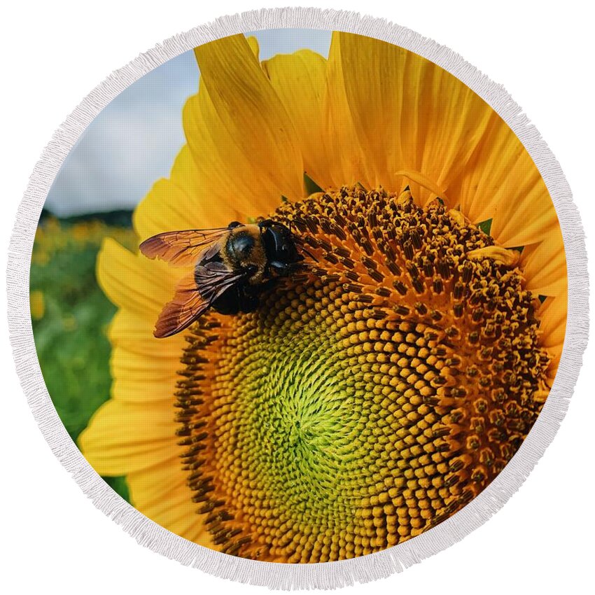 Bee Round Beach Towel featuring the photograph Bee on Sunflower by Rick Nelson