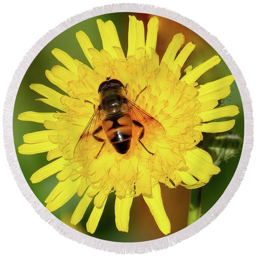Bee Round Beach Towel featuring the photograph Bee on Yellow Flower by Flinn Hackett
