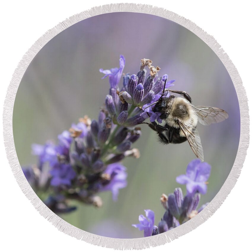Lavender Round Beach Towel featuring the photograph Bee Sideways on Lavender by Lorraine Cosgrove