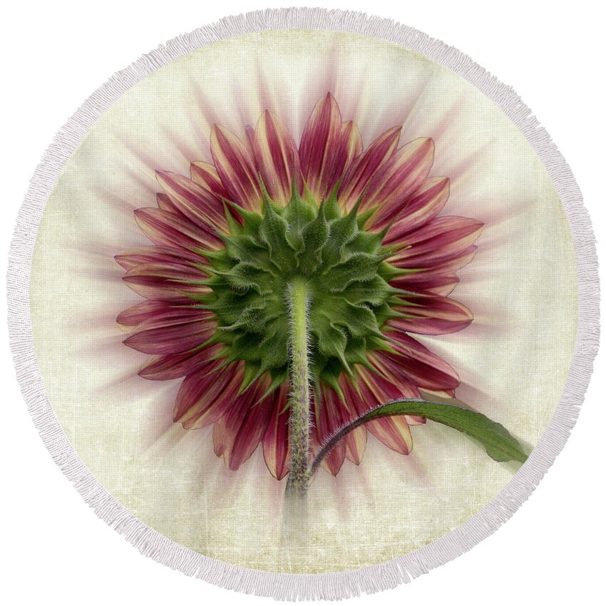 Red Sunflower Round Beach Towel featuring the photograph Behind the Sunflower by Patti Deters