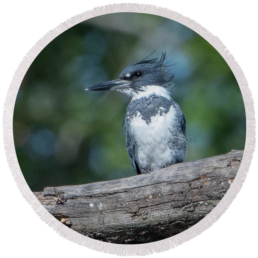 Nature Round Beach Towel featuring the photograph Belted Kingfisher DSB0380 by Gerry Gantt