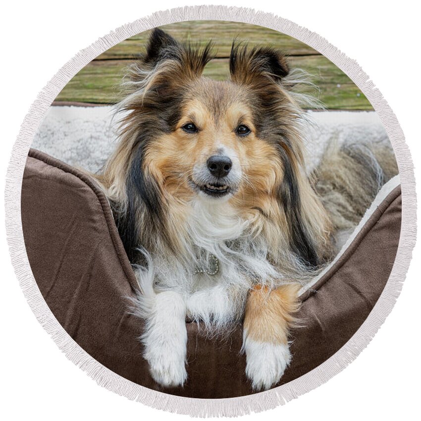 Sheltie Round Beach Towel featuring the photograph Benji in his bed by Gareth Parkes