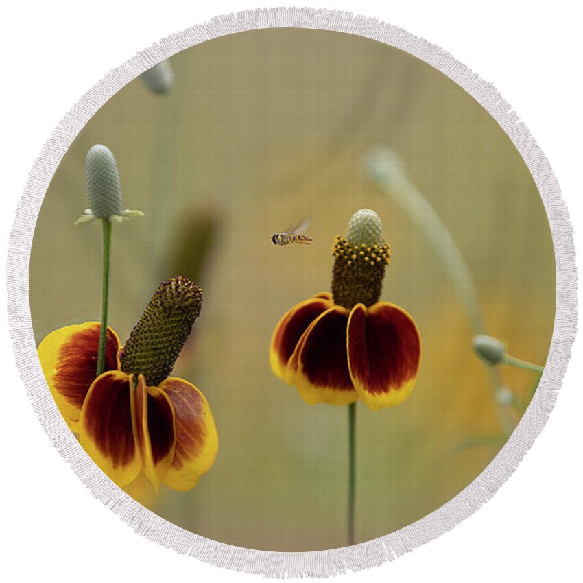 Insect Round Beach Towel featuring the photograph Between Flowers by Deon Grandon