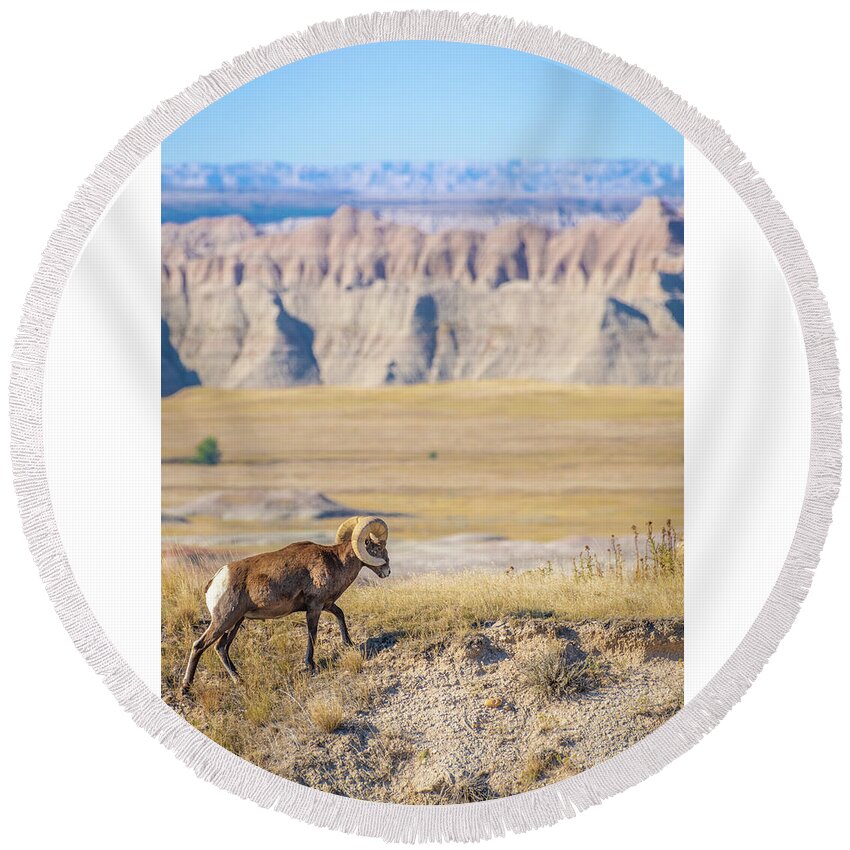 America Round Beach Towel featuring the photograph Big Horn Posing in the Badlands by Erin K Images