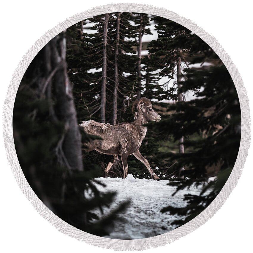  Round Beach Towel featuring the photograph Bighorn in Snow by William Boggs
