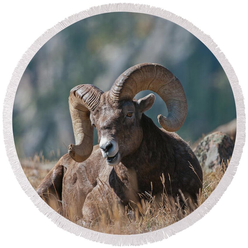 Bighorn Sheep Round Beach Towel featuring the photograph Bighorn Sheep - 7187 by Jerry Owens