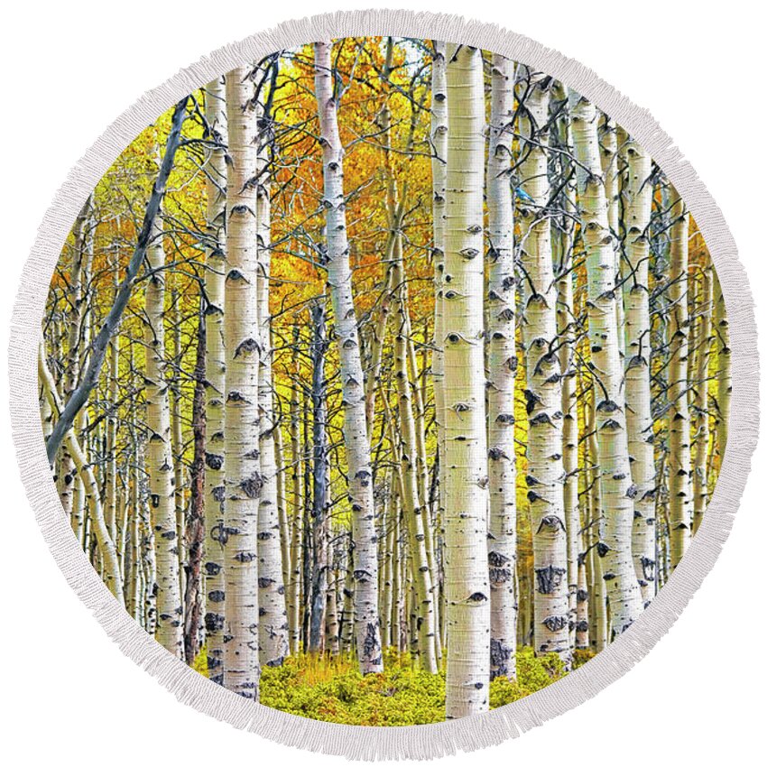 Nature Round Beach Towel featuring the photograph Birch Tree Grove in Autumn Yellow Color by Randall Nyhof