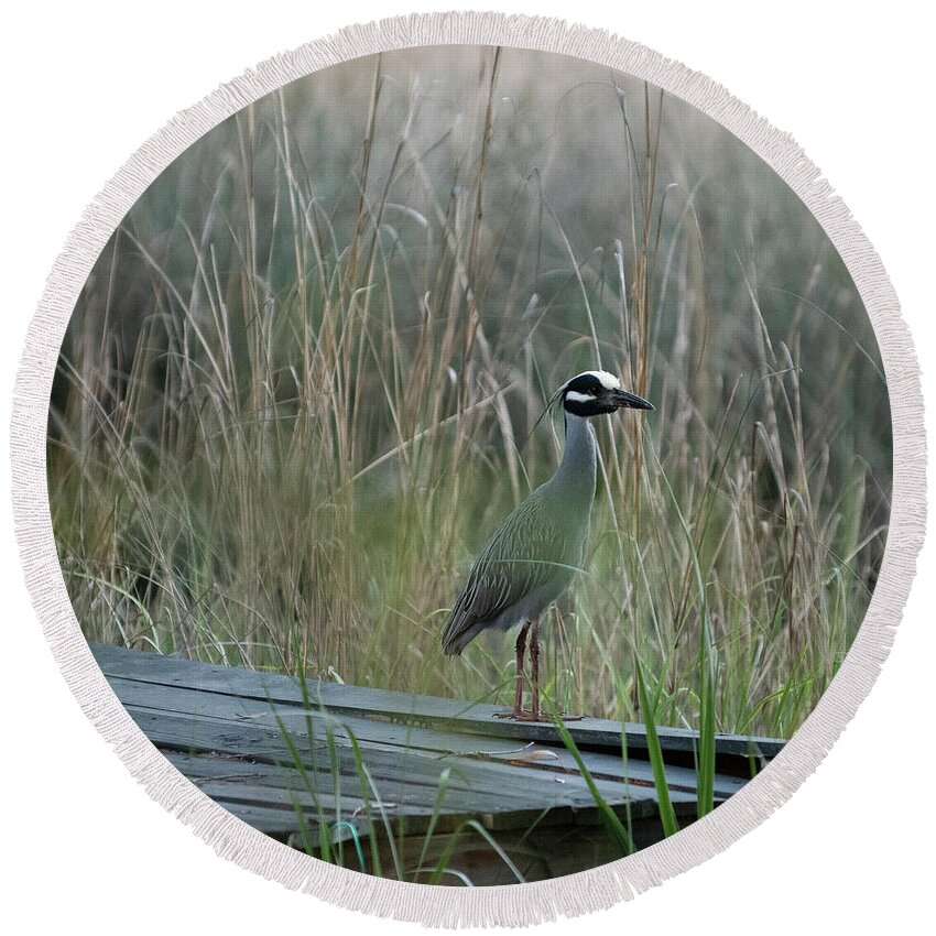 Yellow Crowned Night Heron Round Beach Towel featuring the photograph Bird Haven - Yellow Crowned Night Heron by Dale Powell