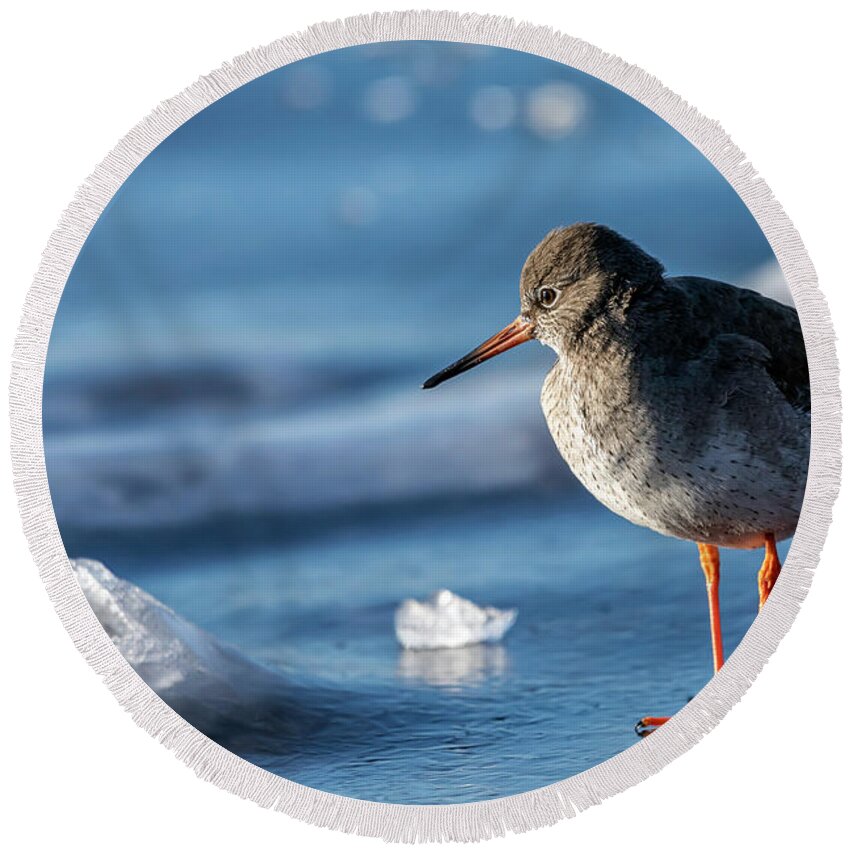 Bird Round Beach Towel featuring the photograph Bird in blue world by Mike Santis
