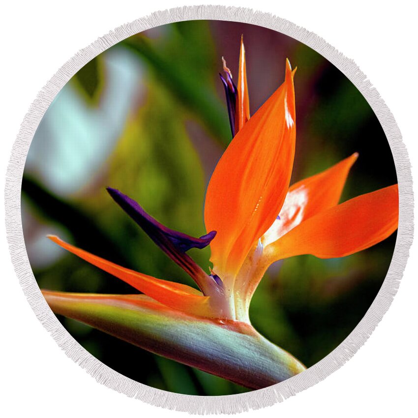 Bird Of Paradise Round Beach Towel featuring the photograph Bird of Paradise by Greg Reed