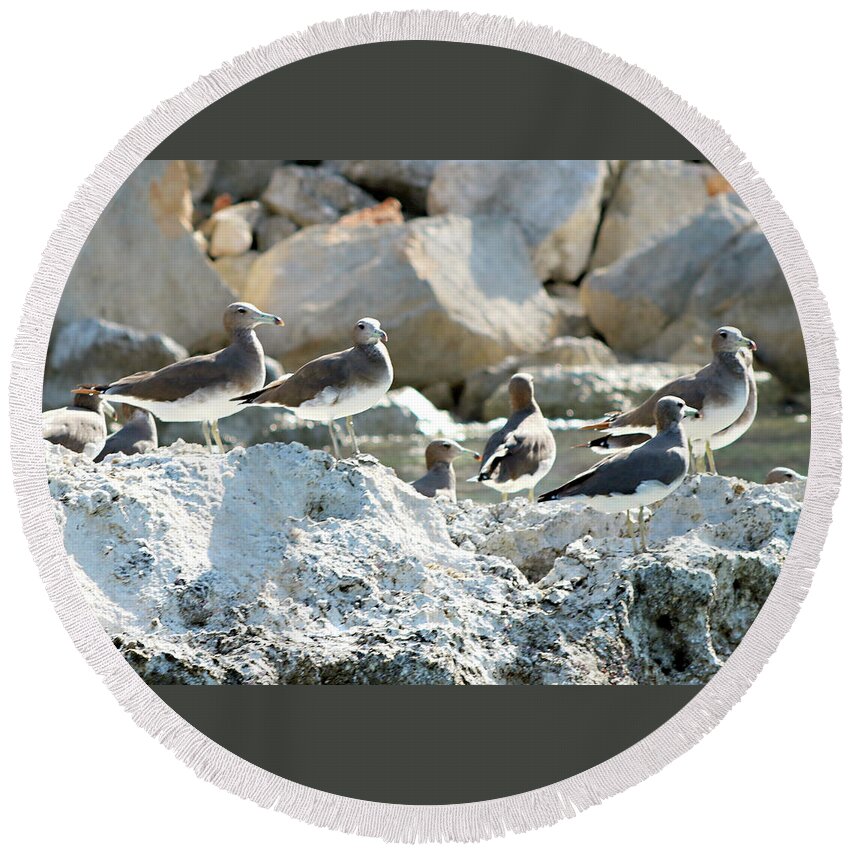  Round Beach Towel featuring the photograph Birds 75 by Eric Pengelly