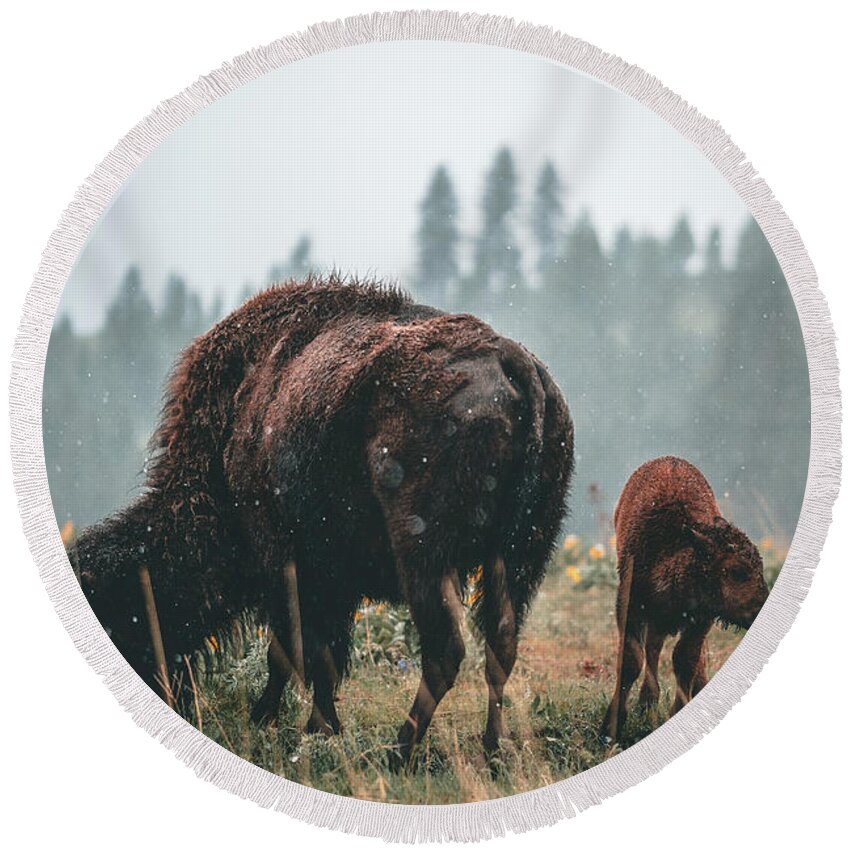  Round Beach Towel featuring the photograph Bison and Calf by William Boggs