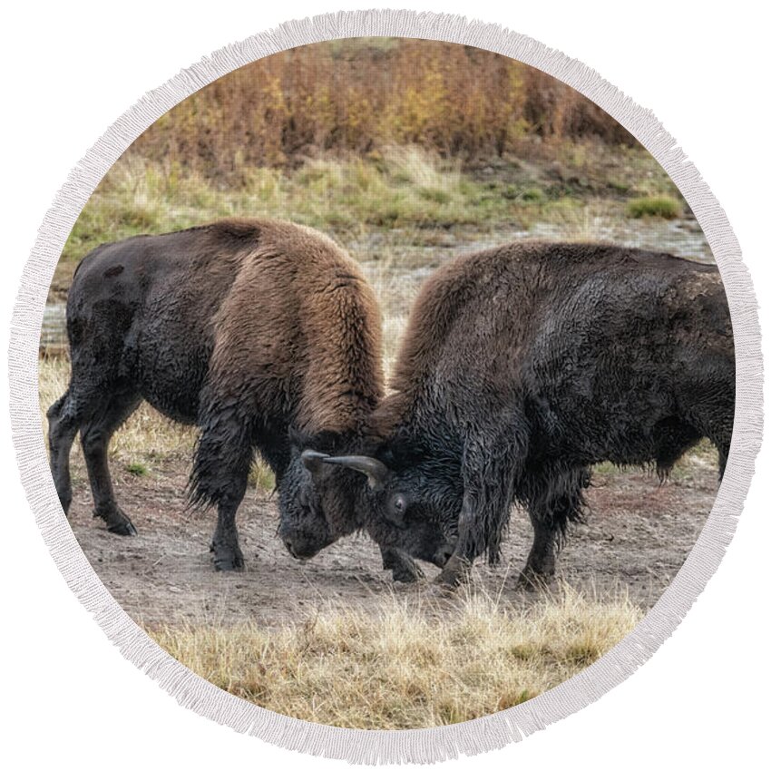 Yellowstone National Park Round Beach Towel featuring the photograph Bison Bulls Practice Sparing by Al Andersen