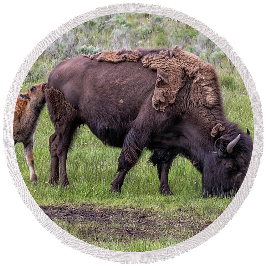 Bison Calf Round Beach Towel featuring the photograph Bison Calf Seeking Some Attention from Mom by Belinda Greb