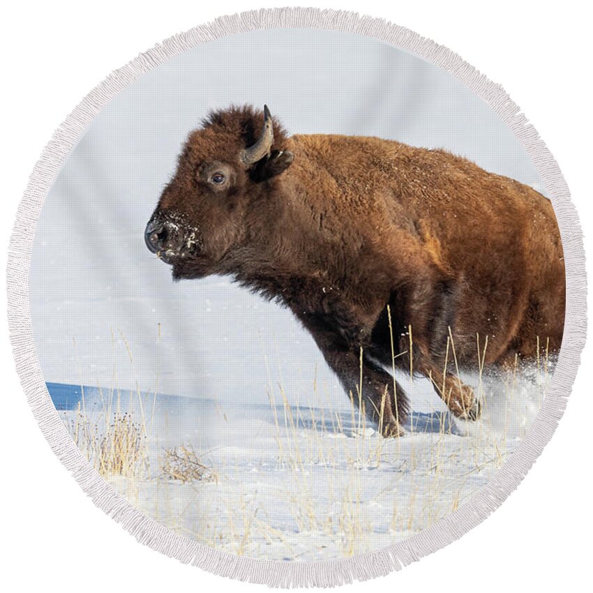 Bison Round Beach Towel featuring the photograph Bison Cow on the Run in the Snow by Tony Hake