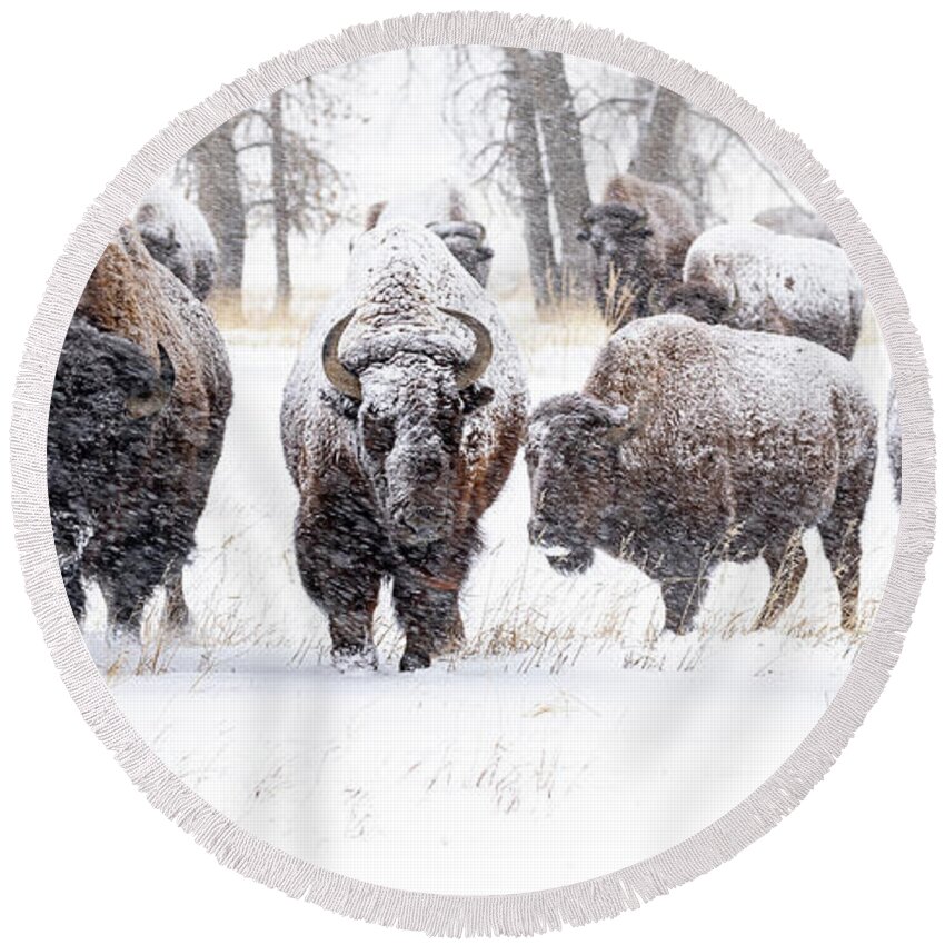 Bison Round Beach Towel featuring the photograph Bison Herd Moving Through a Snowstorm by Tony Hake