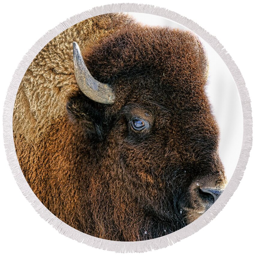 Buffalo Round Beach Towel featuring the photograph Bison in Winter by Olivier Le Queinec