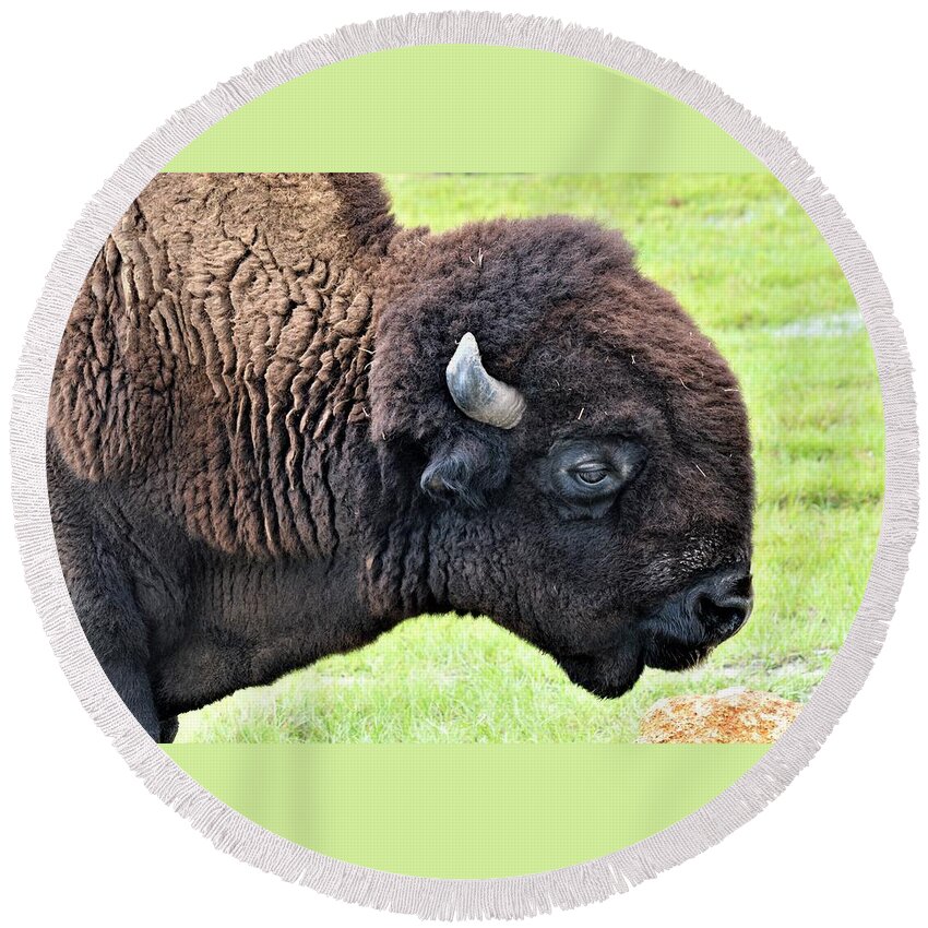 Bison Macro Round Beach Towel featuring the photograph Bison Macro by Warren Thompson