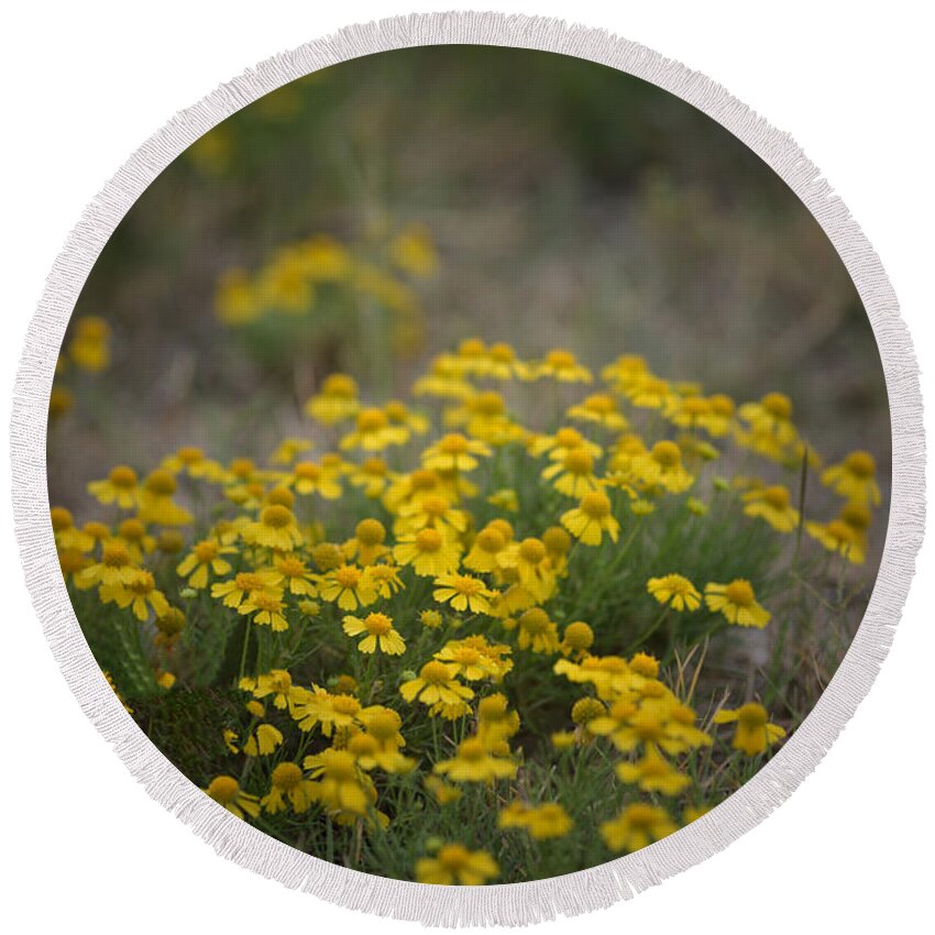 Daisy Round Beach Towel featuring the photograph Bitter Sneezeweed by DArcy Evans