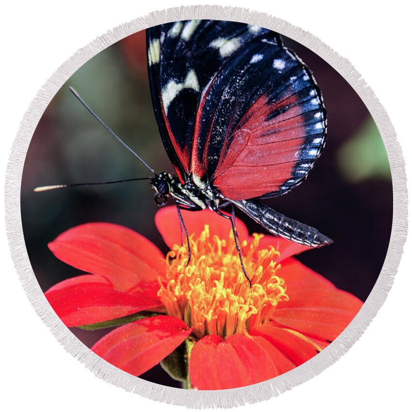 Black Round Beach Towel featuring the photograph Black and Red Butterfly on Red Flower by WAZgriffin Digital