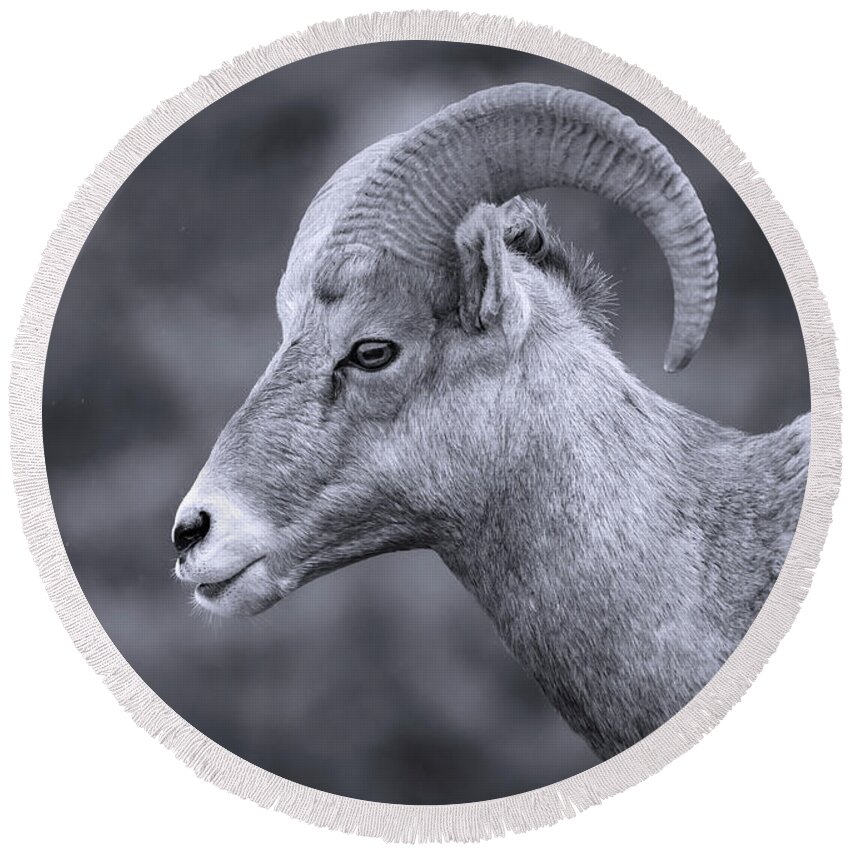 Bighorn Ram Portrait Black And White Round Beach Towel featuring the photograph Black And White Bighorn Close Up by Dan Sproul