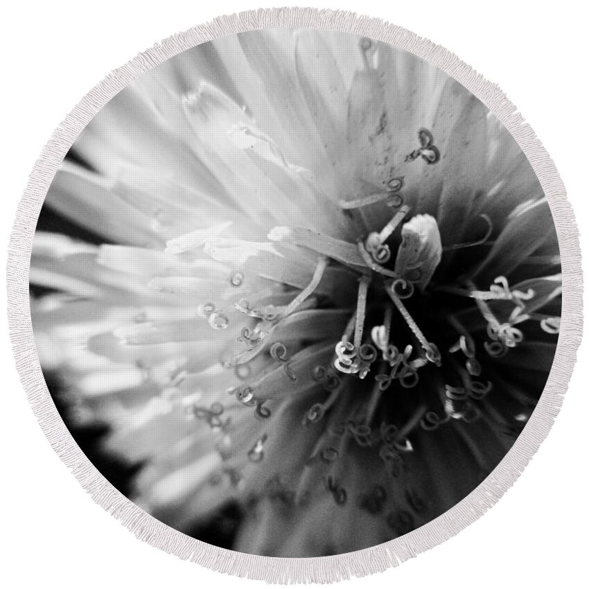 Dandelion Round Beach Towel featuring the photograph Black and White Dandelion by W Craig Photography