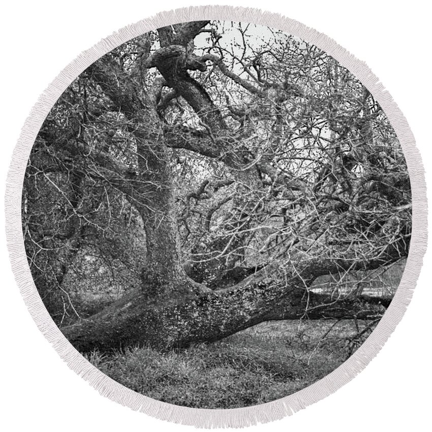 Oak Tree Round Beach Towel featuring the photograph Black and White Oak Tree II by Sally Bauer