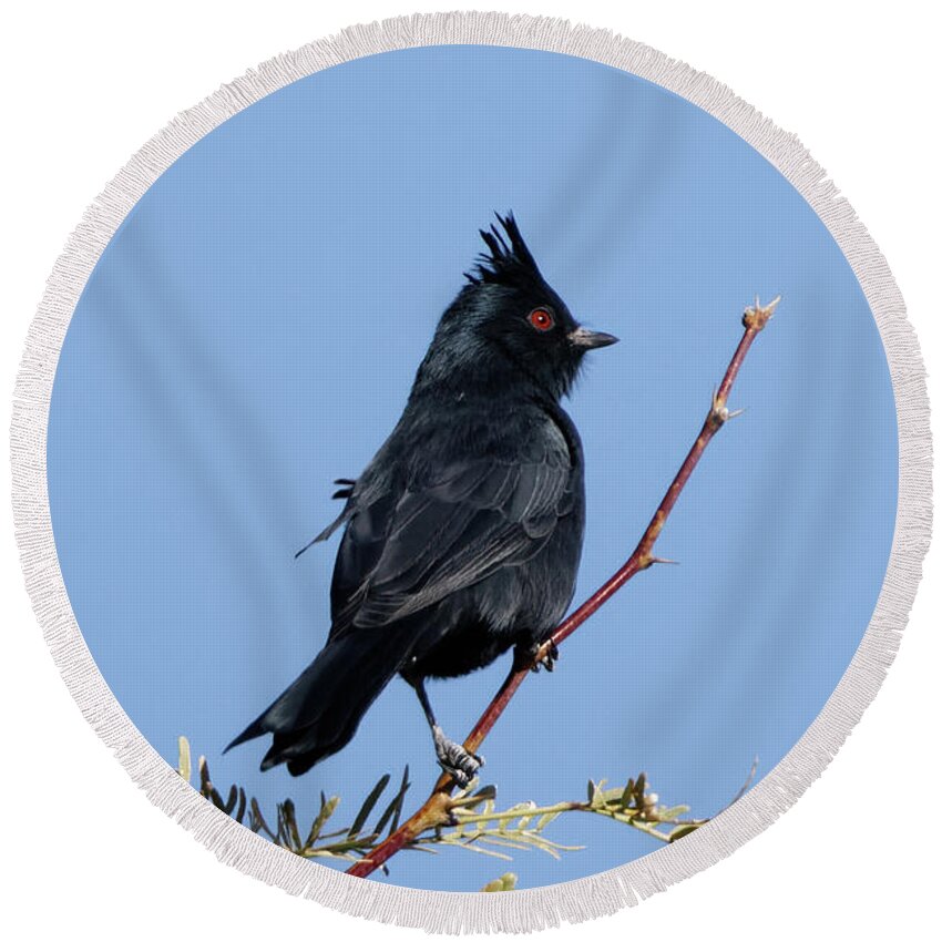 Black Cardinal Round Beach Towel featuring the photograph Black Cardinal in Nevada by Natural Focal Point Photography
