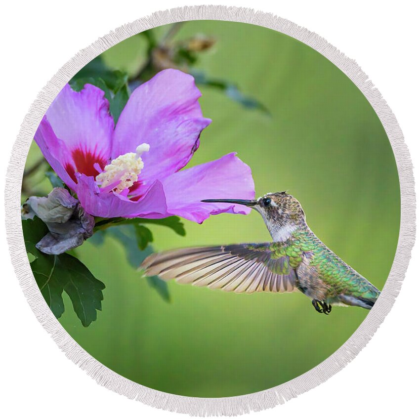 Boise Idaho Round Beach Towel featuring the photograph Black-Chinned Hummingbird by Mark Mille