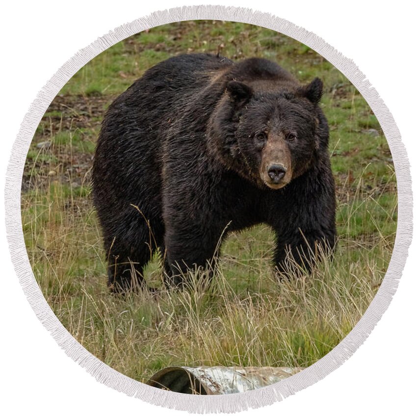 Grizzly Round Beach Towel featuring the photograph Black Grizzly Boar by Yeates Photography