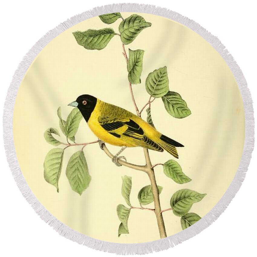 Birds Round Beach Towel featuring the mixed media Black headed Goldfinch by World Art Collective