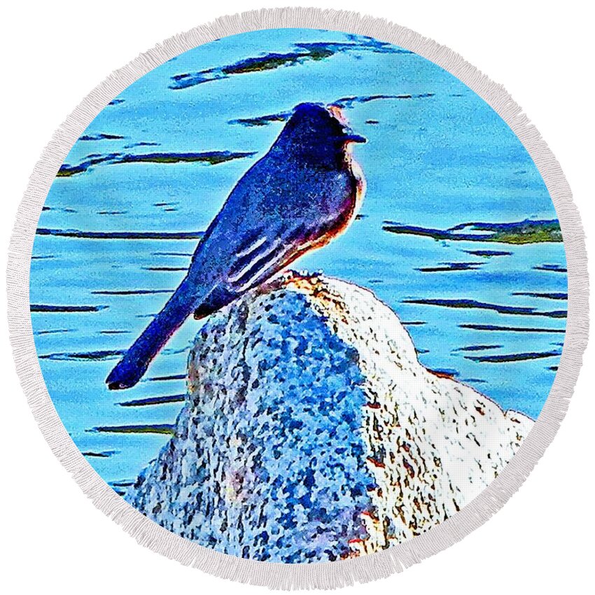 Bird. Birds Round Beach Towel featuring the photograph Black Phoebe Mid by Andrew Lawrence