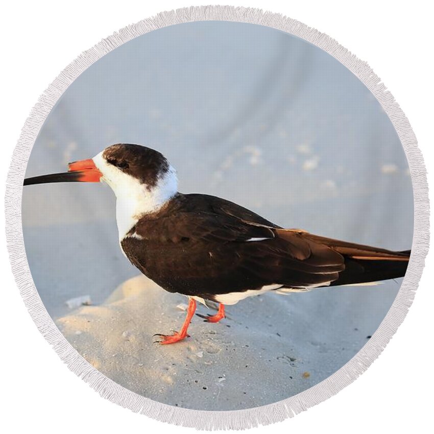 Black Skimmers Round Beach Towel featuring the photograph Black Skimmer by Mingming Jiang