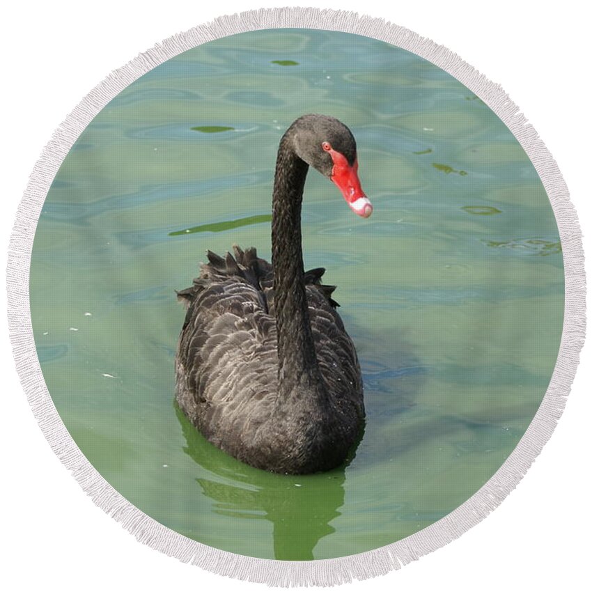  Round Beach Towel featuring the photograph Black Swan by Heather E Harman