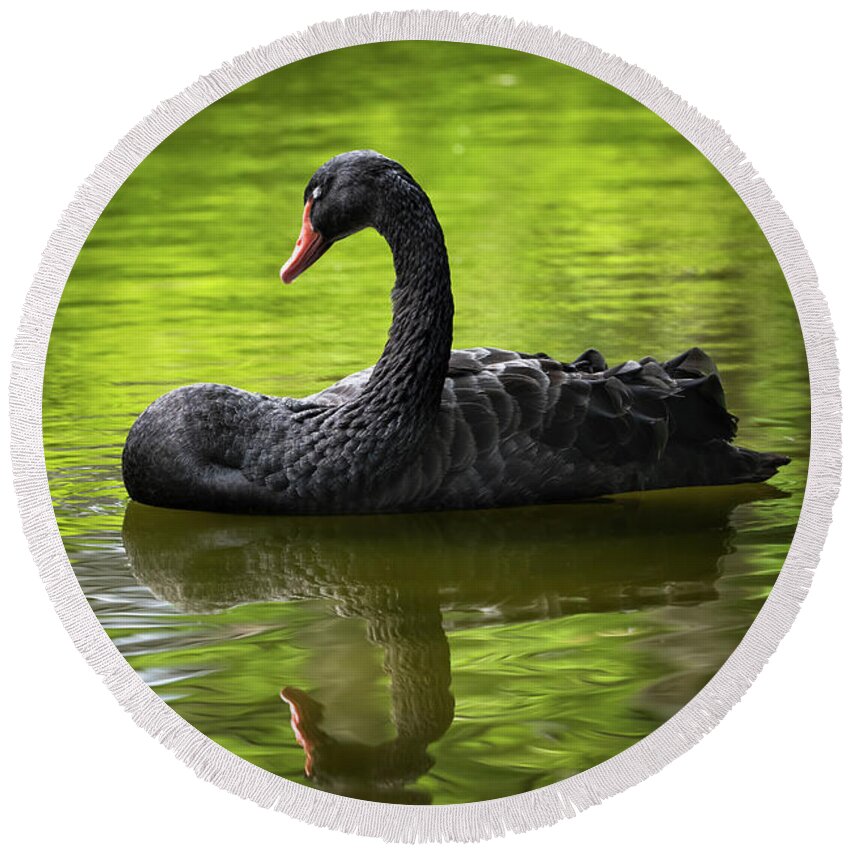 Black Round Beach Towel featuring the photograph Black Swan With Eyes Closed by Artur Bogacki