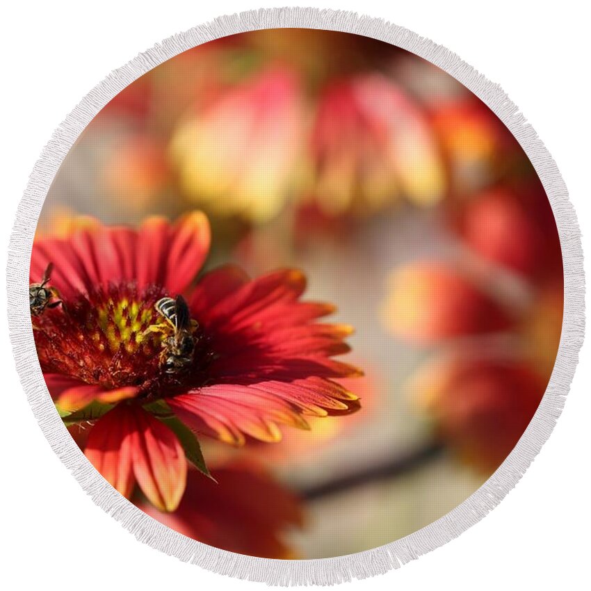 Blanket Flowers Round Beach Towel featuring the photograph Blanket Flowers by Mingming Jiang