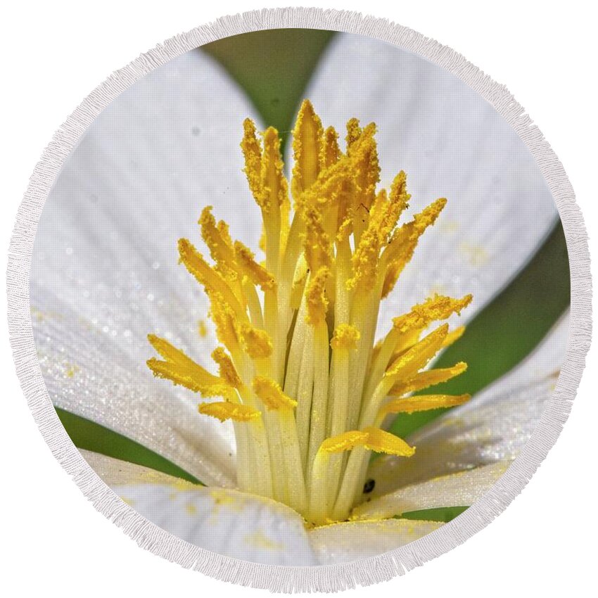Flowers Round Beach Towel featuring the photograph Bloodroot 11 by Steven Ralser