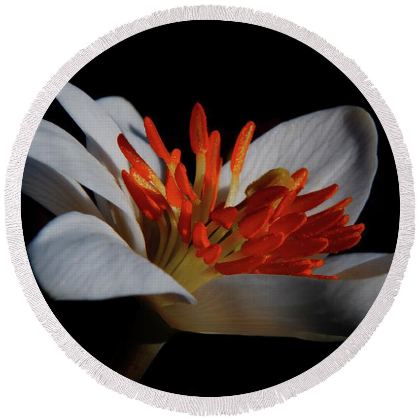 Flower Round Beach Towel featuring the photograph Bloodroot Art by Patti Deters