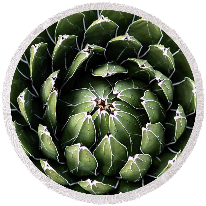 Cactus Round Beach Towel featuring the photograph Blooming Agave by Rick Nelson