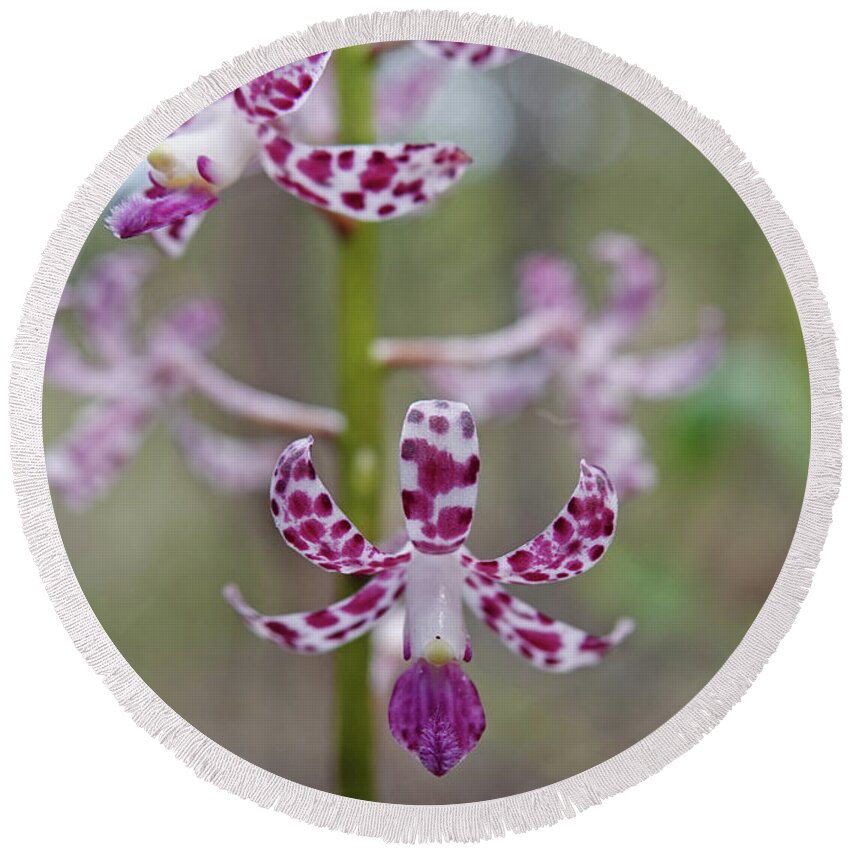 Flowers Round Beach Towel featuring the photograph Blotched Hyacinth Orchid by Maryse Jansen